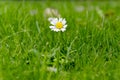 Little Daisy Royalty Free Stock Photo