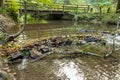 Little dam infront of an old bridge over a little creek or forest brook with a big branch in the water and rocks with foliage Royalty Free Stock Photo