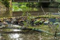 Little dam infront of an old bridge over a little creek or forest brook with a big branch in the water and rocks with foliage Royalty Free Stock Photo