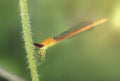 Little Damselfly take a rest in evening Royalty Free Stock Photo