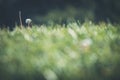 Little dandelion over blurred grass in Mutilva, Spain