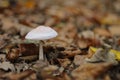 Little dangerous mushroom in the forest in autumn time. Blurred background.