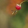 Little dangerous wasp flew to ripe red raspberry berry and drin