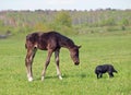Little dark-bay foal and dog Royalty Free Stock Photo