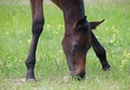 Little dark-bay foal on green meadow