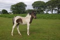 Little Dartmoor Foal Royalty Free Stock Photo