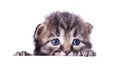 Little 14 days old kitten hiding Royalty Free Stock Photo