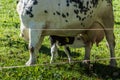 little dear baby cow while drinking at its mother Royalty Free Stock Photo