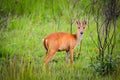 Little dear standing on the grasslands of Thai national park