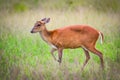 Little dear standing on the grasslands of Thai national park