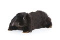 Little decorative fold rabbit in black
