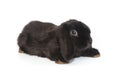 Little decorative fold rabbit in black