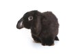 Little decorative fold rabbit in black