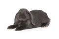 Little decorative fold rabbit in grey Royalty Free Stock Photo