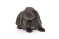 Little decorative fold rabbit in grey Royalty Free Stock Photo