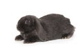 Little decorative fold rabbit in grey Royalty Free Stock Photo