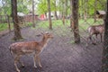 Little Deer Behind A Metal Mesh Fence In A City Public Park Royalty Free Stock Photo