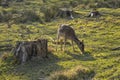 Little deer at the cut glade.