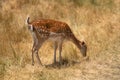 Little deer in a field or zoo or nature reserve Royalty Free Stock Photo