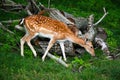 Little deer..maybe bamby? Royalty Free Stock Photo