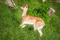 Little deer..maybe bamby? Royalty Free Stock Photo