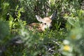 Little deer. Nature landscape. Bambi Fawn. White tailed roe deer, capreolus. Beautiful wildlife buck. Royalty Free Stock Photo