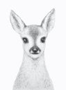 Little Deer. Forest animal pencil draw. Nursery Wall Art. White background