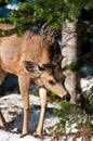 Little deer in the snow forest Royalty Free Stock Photo