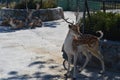 A little deer walks in the local zoo in summer