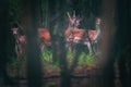 Little deer, young roe deer, hind in a mystic forest Royalty Free Stock Photo