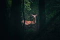 Little deer, young roe deer, hind in a mystic forest Royalty Free Stock Photo