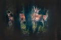 Little deer, young roe deer, hind in a mystic forest Royalty Free Stock Photo
