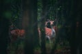 Little deer, young roe deer, hind in a mystic forest Royalty Free Stock Photo