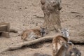 Little deer in a zoo nature Royalty Free Stock Photo