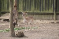 Little deer in a zoo nature Royalty Free Stock Photo