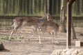 Little deer in a zoo nature Royalty Free Stock Photo