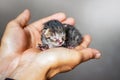 Little defenseless kitten seeking shelter on her palms at woman