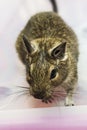 Little degu squirrel Royalty Free Stock Photo