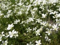 Minuartia laricifolia Royalty Free Stock Photo