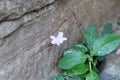 Little delicate flowers. Beautiful vegetation. Wild flowers