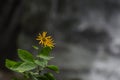 little delicate green yellow flower with grey back ground Royalty Free Stock Photo