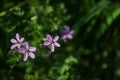 Little delicate purple flowers and blurred background in the morning light, in springtime