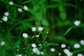 Little delicate white flowers blossom on blurred green grass background close up, small gentle daisies soft focus macro chamomiles