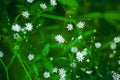 Little delicate white flowers blossom on blurred green grass background close up, small gentle daisies soft focus macro chamomiles
