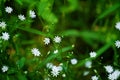 Little delicate white flowers blossom on blurred green grass background close up, small gentle daisies soft focus macro chamomiles Royalty Free Stock Photo