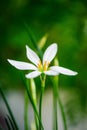 Little delicate white flowers blossom on blurred green grass background , soft focus macro,spring natural floral backdrop, summer Royalty Free Stock Photo