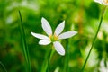 Little delicate white flowers blossom on blurred green grass background , soft focus macro,spring natural floral backdrop, summer Royalty Free Stock Photo