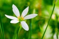 Little delicate white flowers blossom on blurred green grass background , soft focus macro,spring natural floral backdrop, summer Royalty Free Stock Photo