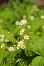 Little delicate white strawberry flowers. Wild flowers. Calm colors. green background.