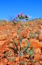 Arizona, Purple Desert Flower: Scorpionweed Royalty Free Stock Photo